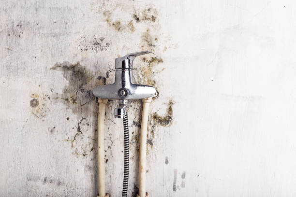 Best Fast Mold Removal  in Galena, IL