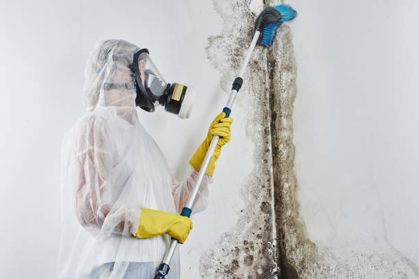 Best Mold Testing  in Galena, IL