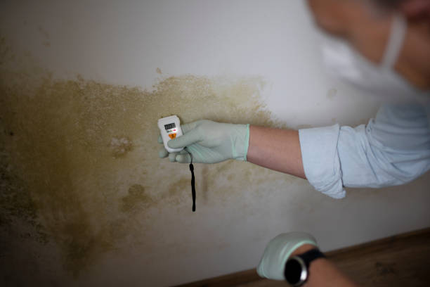 Best Toxic Mold Removal  in Galena, IL