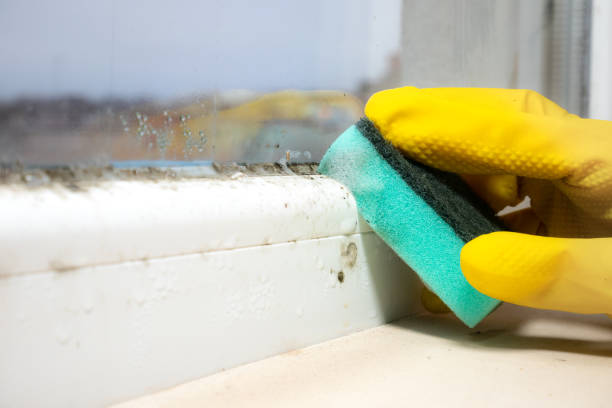 Best Mold Cleaning Services  in Galena, IL
